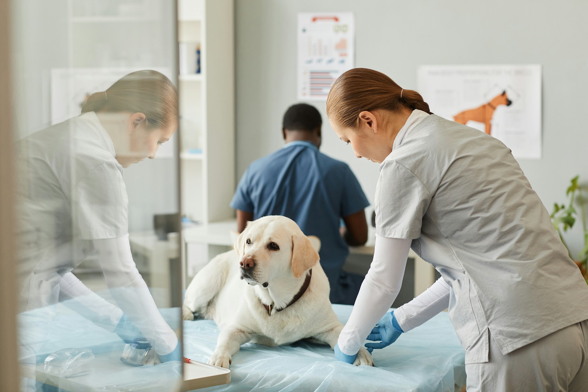 Warning Signs Your Pet Needs an Emergency Animal Hospital