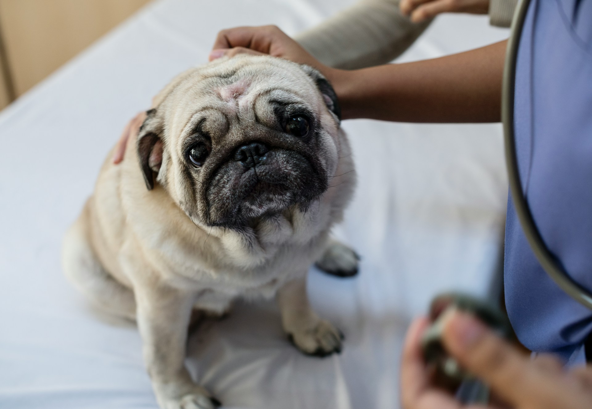 What to Expect at a Veterinary Emergency Hospital Visit