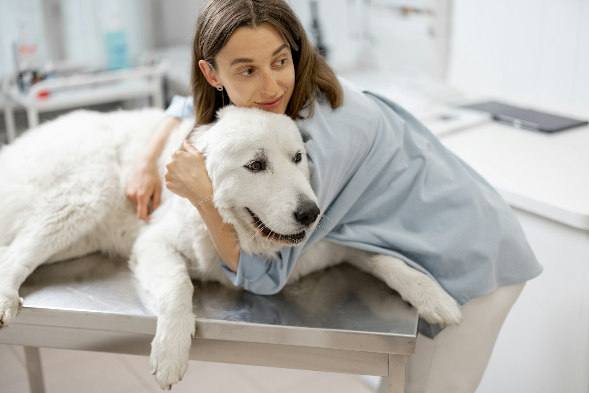 What to Do When Your Dog Needs an Emergency Vet in Winter
