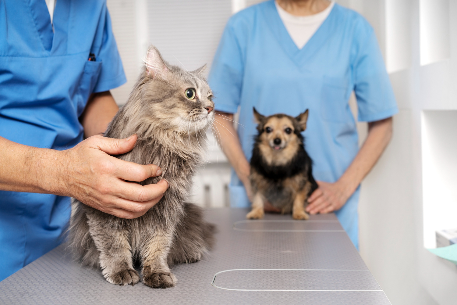How a Walk In Vet Clinic Helps When Time Runs Out