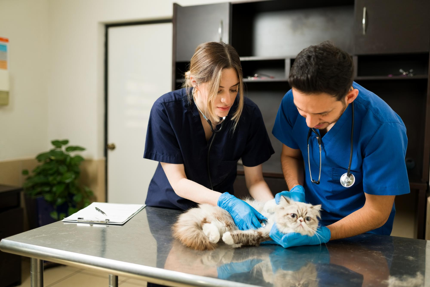 Signs a Pet Needs a 24 Hour Animal Hospital Right Away