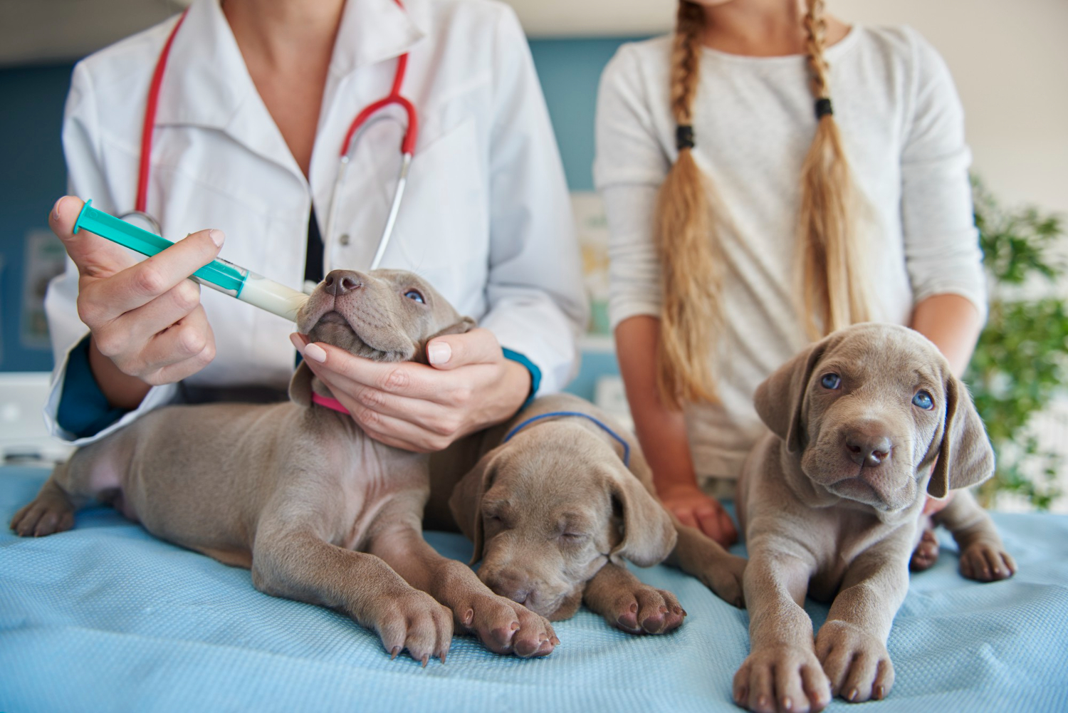 The Jobs A Pet Emergency Hospital Handles on a Tough Day