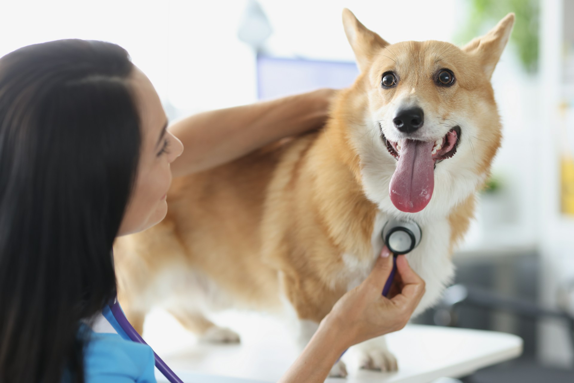 Recognizing Pet Stroke Symptoms That Need an Emergency Vet