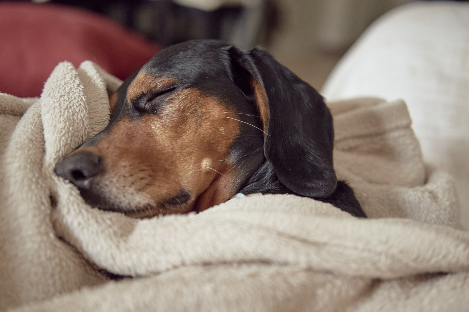 Everyday Things at Home That May Poison Your Dog
