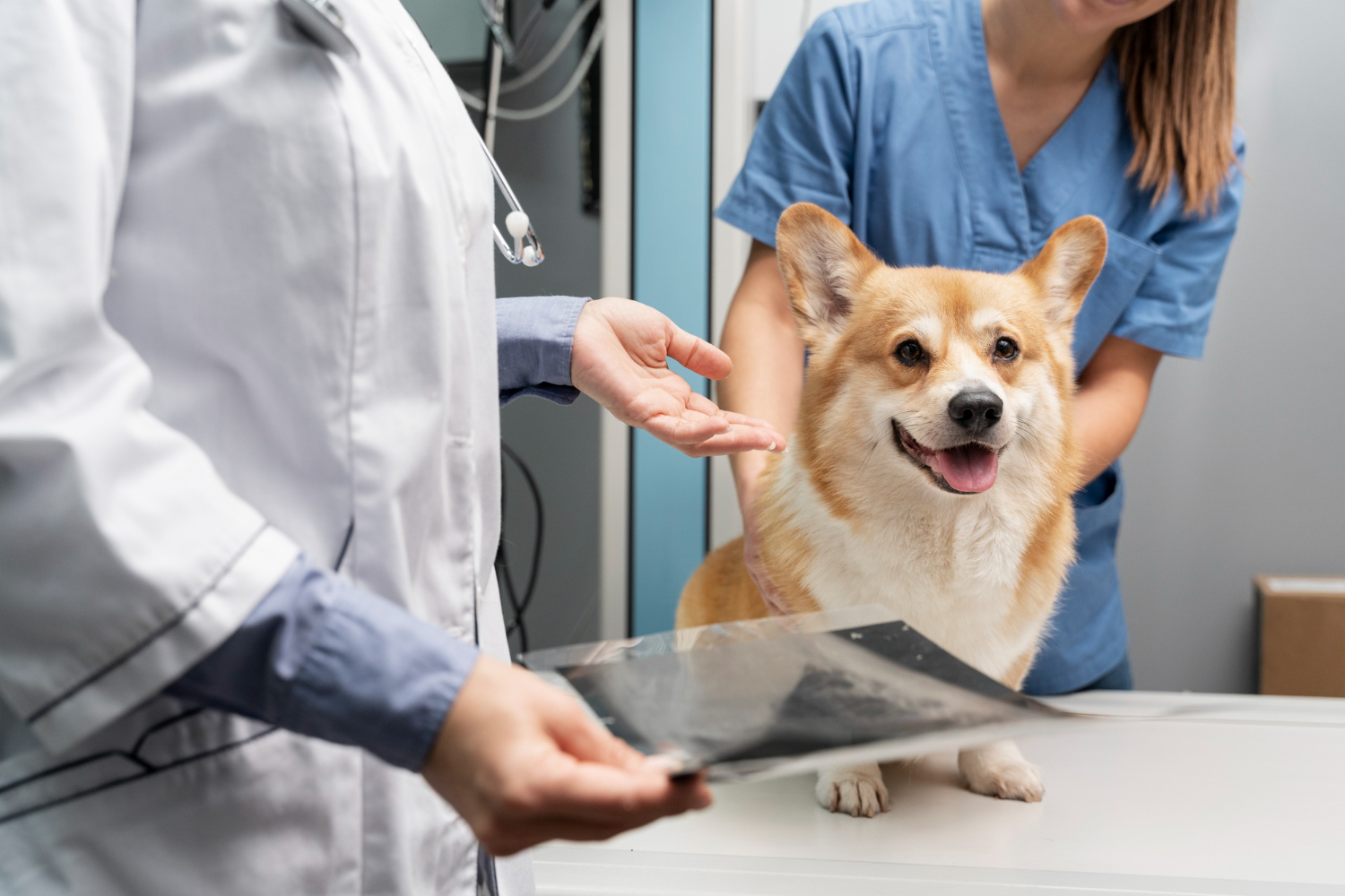 What a Pet Hospital Can Do After Your Regular Vet Closes