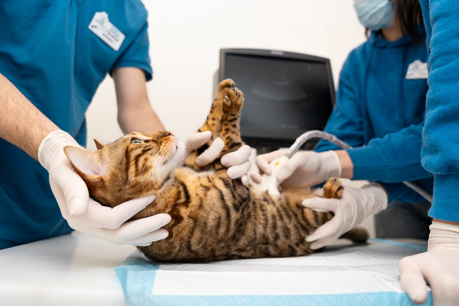 A Guide to Finding a Reliable Animal Emergency Center