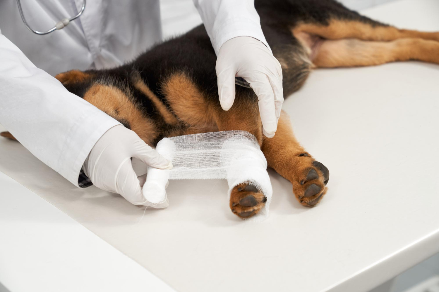 Warning Signs That Call for Emergency Veterinary Services