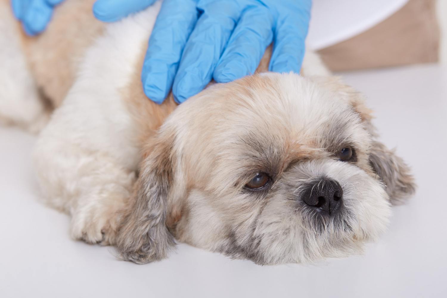 Silent Dog Emergencies: Subtle Signs by System and What to Record