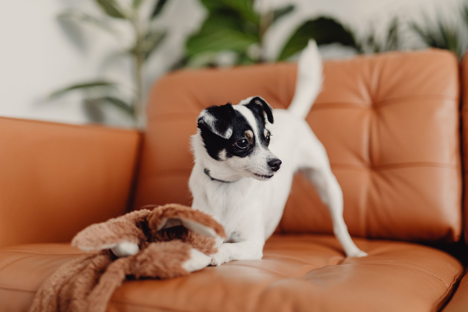 Recognizing Subtle Home Hazards That Require an Emergency Vet Visit