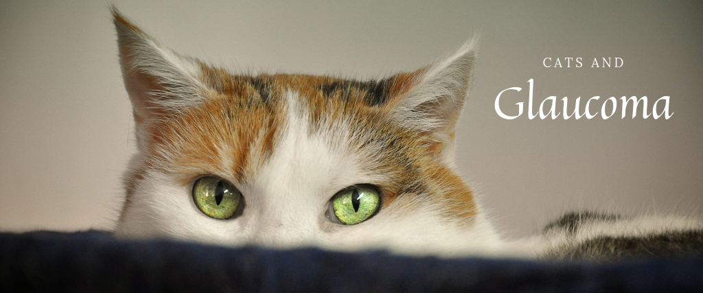 Cats and Glaucoma: An Eye Emergency