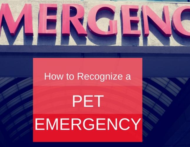 How to Recognize a Pet Emergency